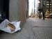 doughnut